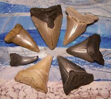 Megalodon shark teeth for sale  Hinesville