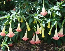 Samen rosa engelstrompete gebraucht kaufen  Calw