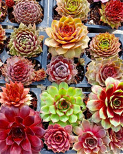 Assorted baby succulents for sale  Coeur D Alene
