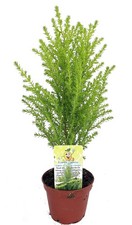 Lemon scented cypress for sale  Wadsworth
