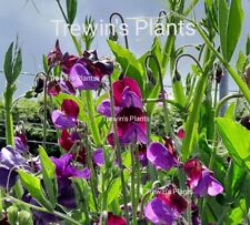 Sweet pea plug for sale  CAMELFORD