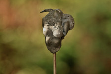 Torso figur art gebraucht kaufen  Unterreichenbach