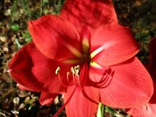 Amaryllis bulb stargazer for sale  Greenwood