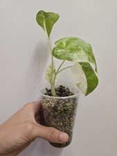 macrorrhiza alocasia gebraucht kaufen  Berlin