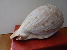 Coquillage cassidae cassis d'occasion  Toulon-