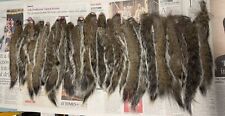 100 grey squirrel for sale  PENMAENMAWR