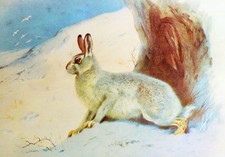 Mountain hare winter for sale  NELSON
