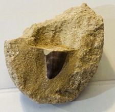 Prehistoric tooth fossil for sale  Los Angeles
