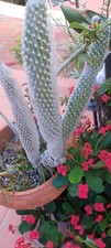 Hairy rodger cactus for sale  Fort Lauderdale