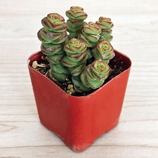 Succulent live plant for sale  San Jose