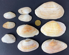 Meeresmuscheln 118 mm gebraucht kaufen  Wanfried