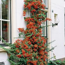 Pyracantha orange glow for sale  STOKE-ON-TRENT