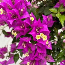 Bougainvillea alexandra stamm gebraucht kaufen  Deutschland