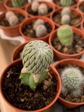 Pelecyphora asseliformis greff usato  Spedire a Italy
