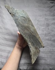 Rare quality fossil for sale  Staten Island