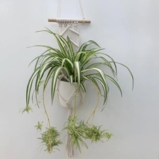 Beautiful indoor baby for sale  LONDON