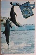 Cartão postal tanque de água salgada salto boto praia St Petersburg Flórida FL comprar usado  Enviando para Brazil