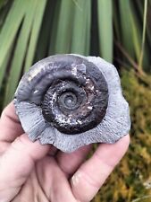 Hildoceras bifrons ammonite for sale  REDCAR