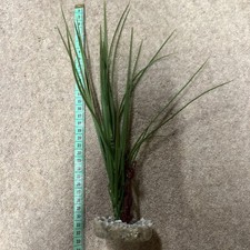 32cm aquarium artificial for sale  COLCHESTER