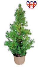 Picea glauca conica for sale  HUDDERSFIELD