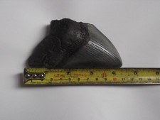 megalodon tooth for sale  BASILDON