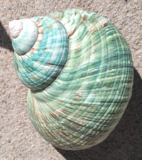 Large green natural for sale  Nampa
