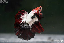 Live betta male for sale  Miami