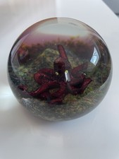 Caithness octopus for sale  ST. IVES