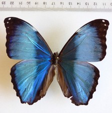Entomologie schmetterling morp gebraucht kaufen  Haibach