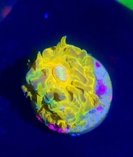 Ultra gold fungia for sale  HATFIELD