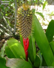 Aechmea pineliana pineliana usato  Spedire a Italy