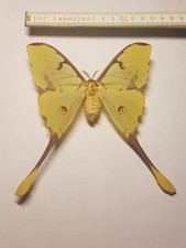 Argema mimosae weibchen gebraucht kaufen  Halle