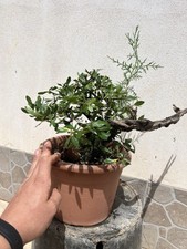 Bonsai perastro pero usato  Mazara del Vallo