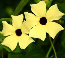 Thunbergia alata black for sale  DEWSBURY