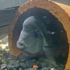 Black convict cichlid for sale  Rhodes