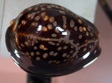Cypraea mauritiana eccezionale usato  Italia