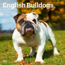 English bulldogs 2025 for sale  Vacaville