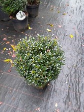 Ilex crenata luxus gebraucht kaufen  Dillingen a.d.Donau