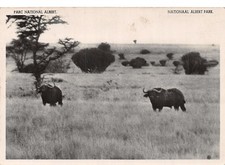 Belgian congo buffaloes d'occasion  Expédié en Belgium