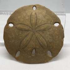 Echinoid sea urchin for sale  STOKE-ON-TRENT