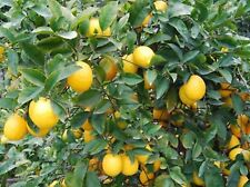 Citronnier lemon meyer d'occasion  Villemandeur