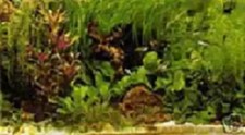 Lot plantes aquarium d'occasion Lot plantes aquarium d'occasion  Marseille I