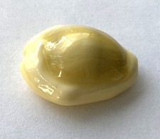Coquillage cypraea moneta d'occasion  Mandelieu-la-Napoule