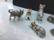 kittens cats for sale  FOLKESTONE