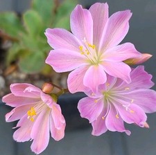 Hardy succulent lewisia for sale  SHEFFIELD