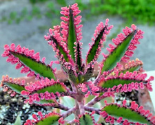 Kalanchoe pink butterflies for sale  Marietta