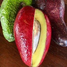 Avocado thomson red for sale  USA