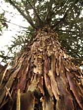 Arizona cypress 25 for sale  Allentown