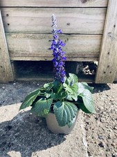 8 ltr pot for sale 8 ltr pot for sale ASHBOURNE
