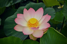Water lotus seeds for sale  GLASGOW